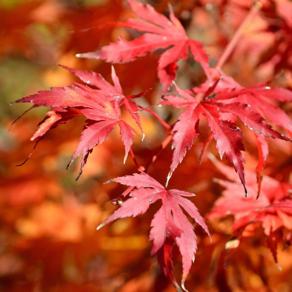 Emperor Japanese Maple - Cheeky Garden