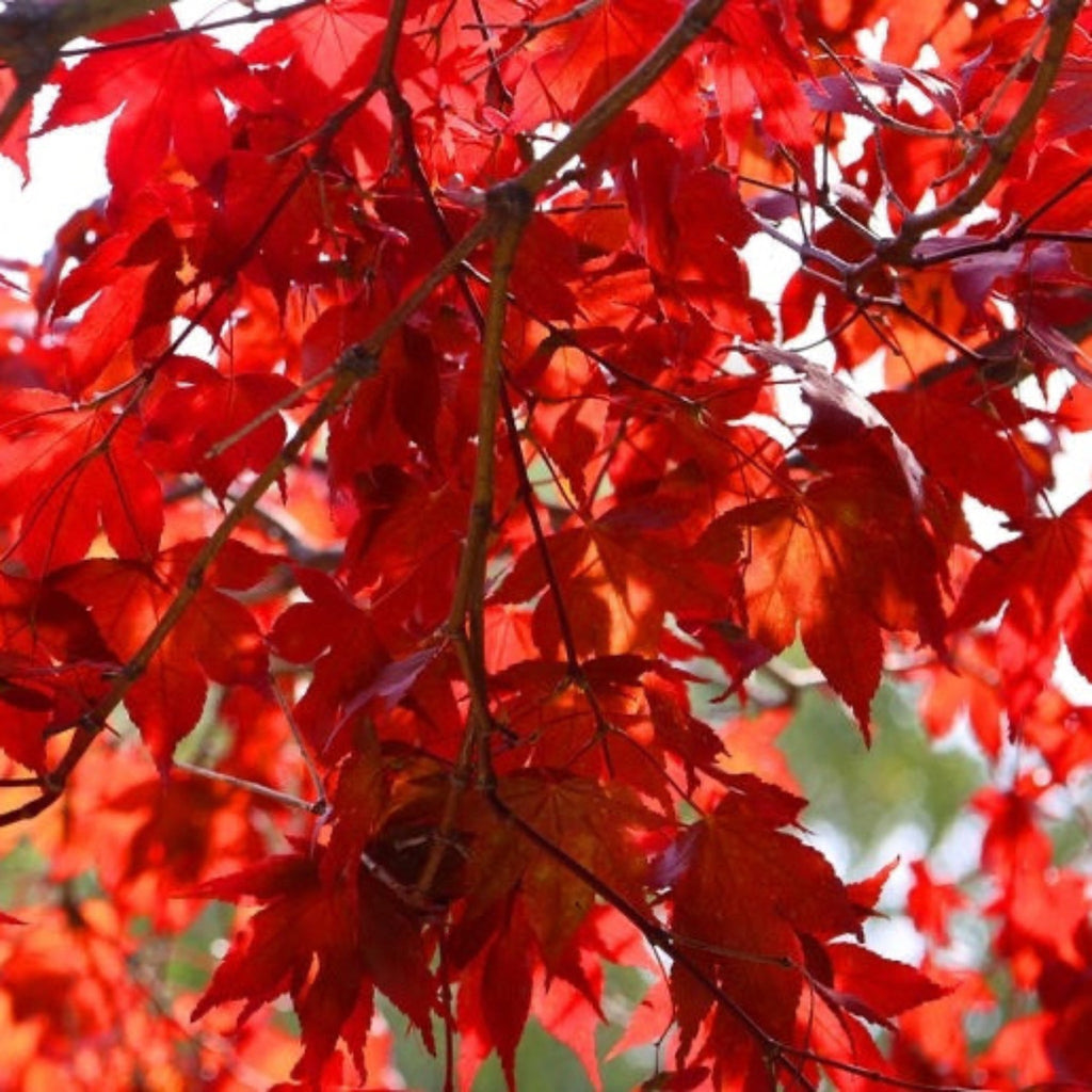 Emperor Japanese Maple - Cheeky Garden