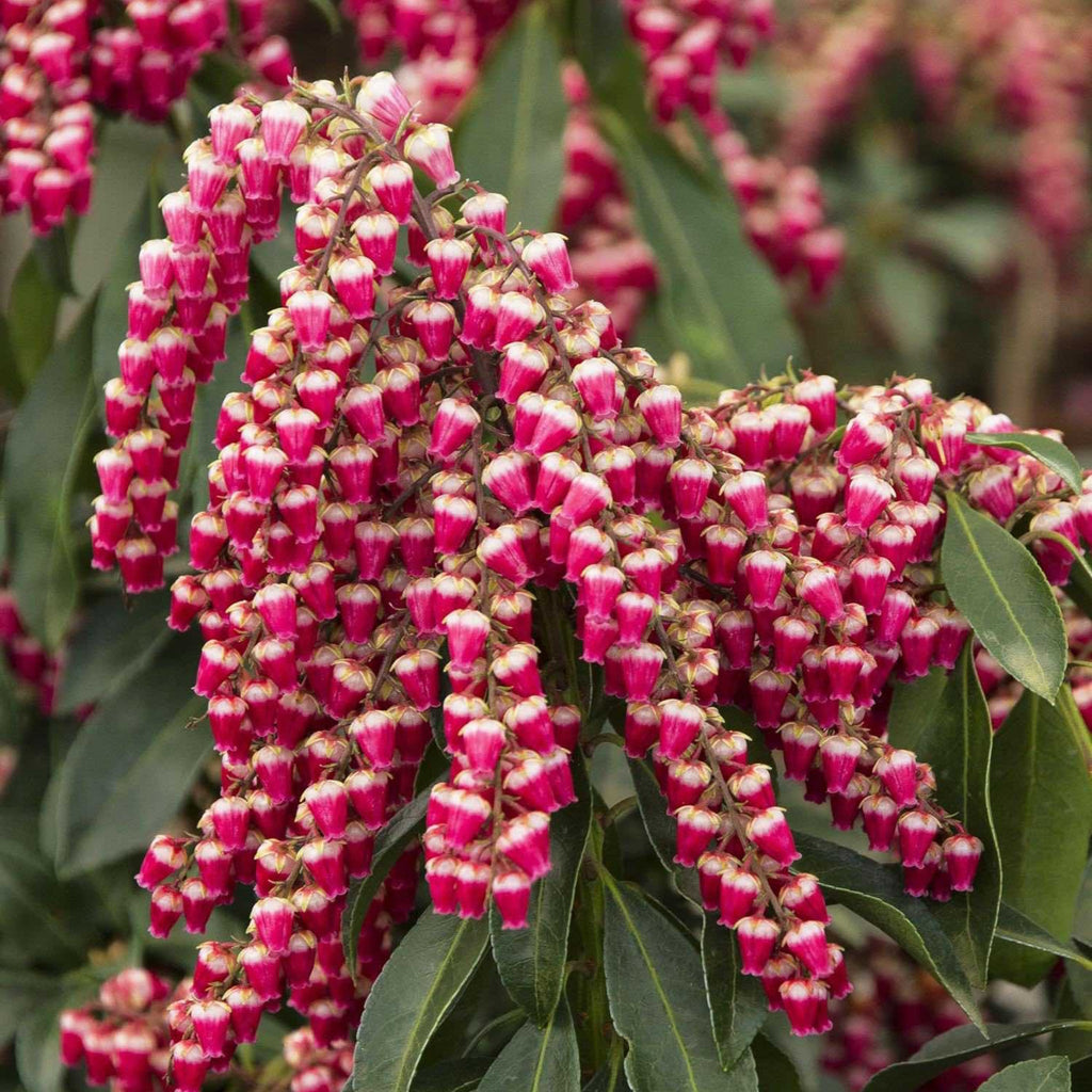 Enchanted Forest® Gay Goblin™ Pieris - Cheeky Garden
