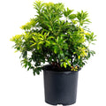 Enchanted Forest® Gay Goblin™ Pieris - Cheeky Garden