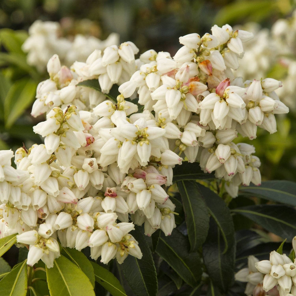 Enchanted Forest® River Run™ Pieris - Cheeky Garden