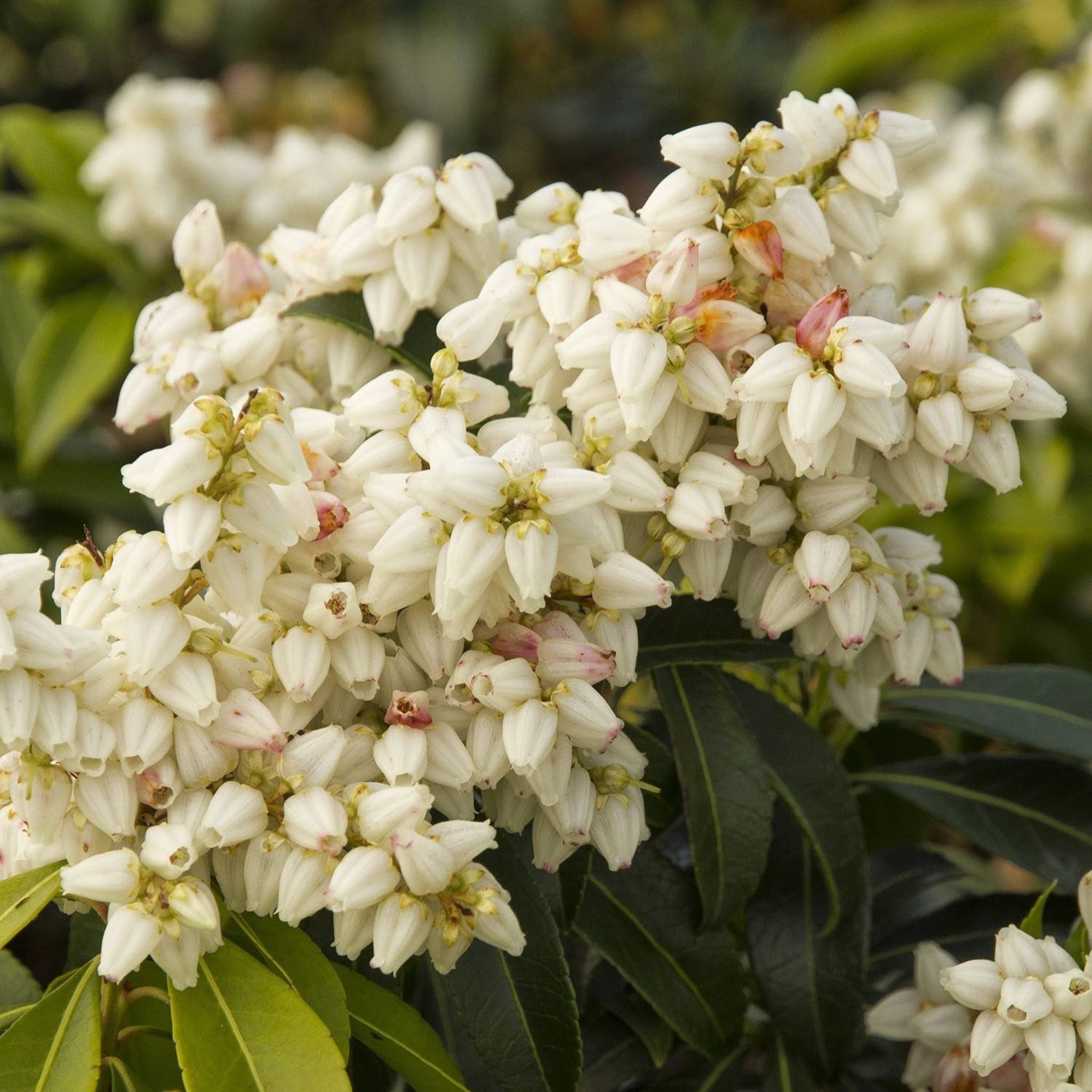 Enchanted Forest® River Run™ Pieris - Cheeky Garden