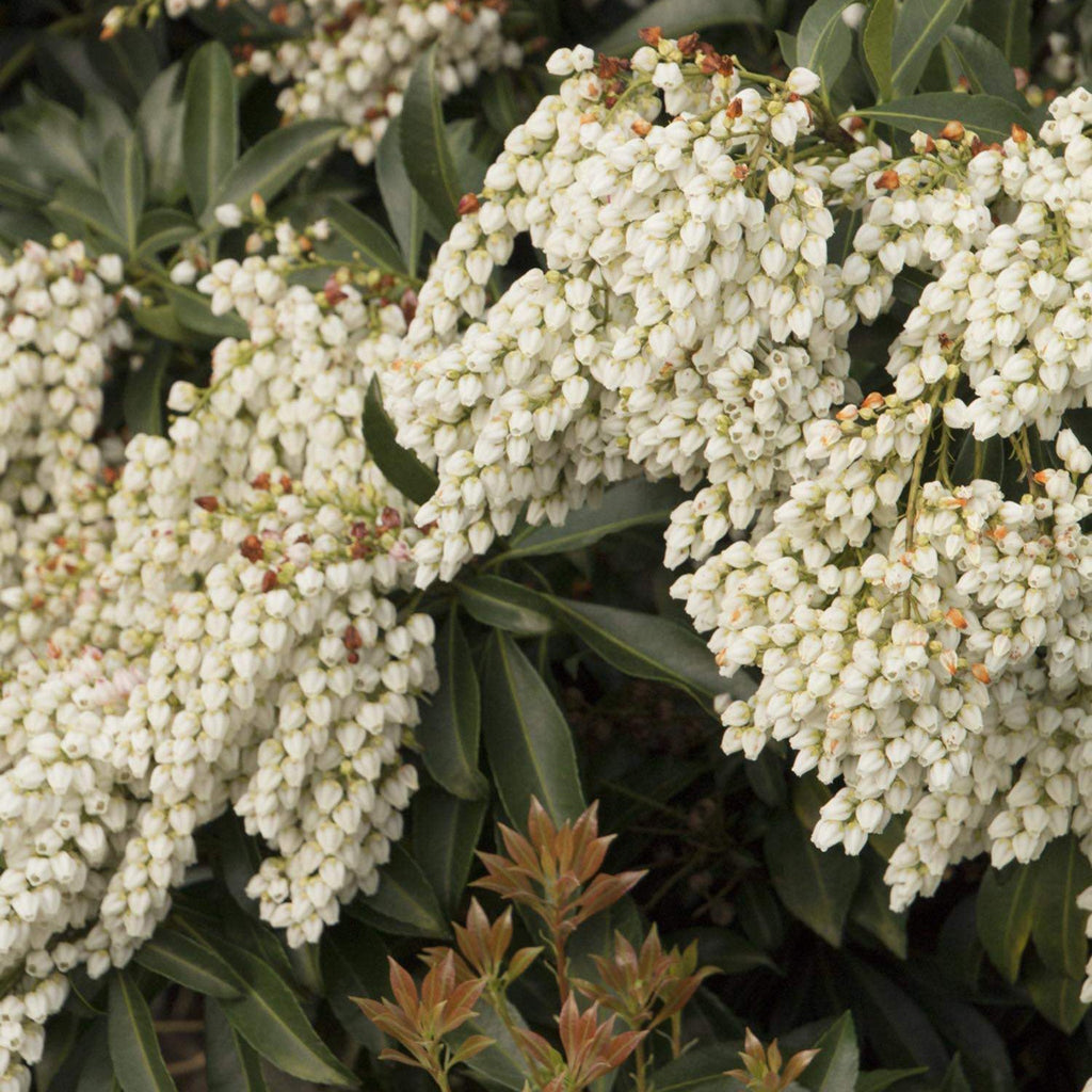 Enchanted Forest® River Run™ Pieris - Cheeky Garden