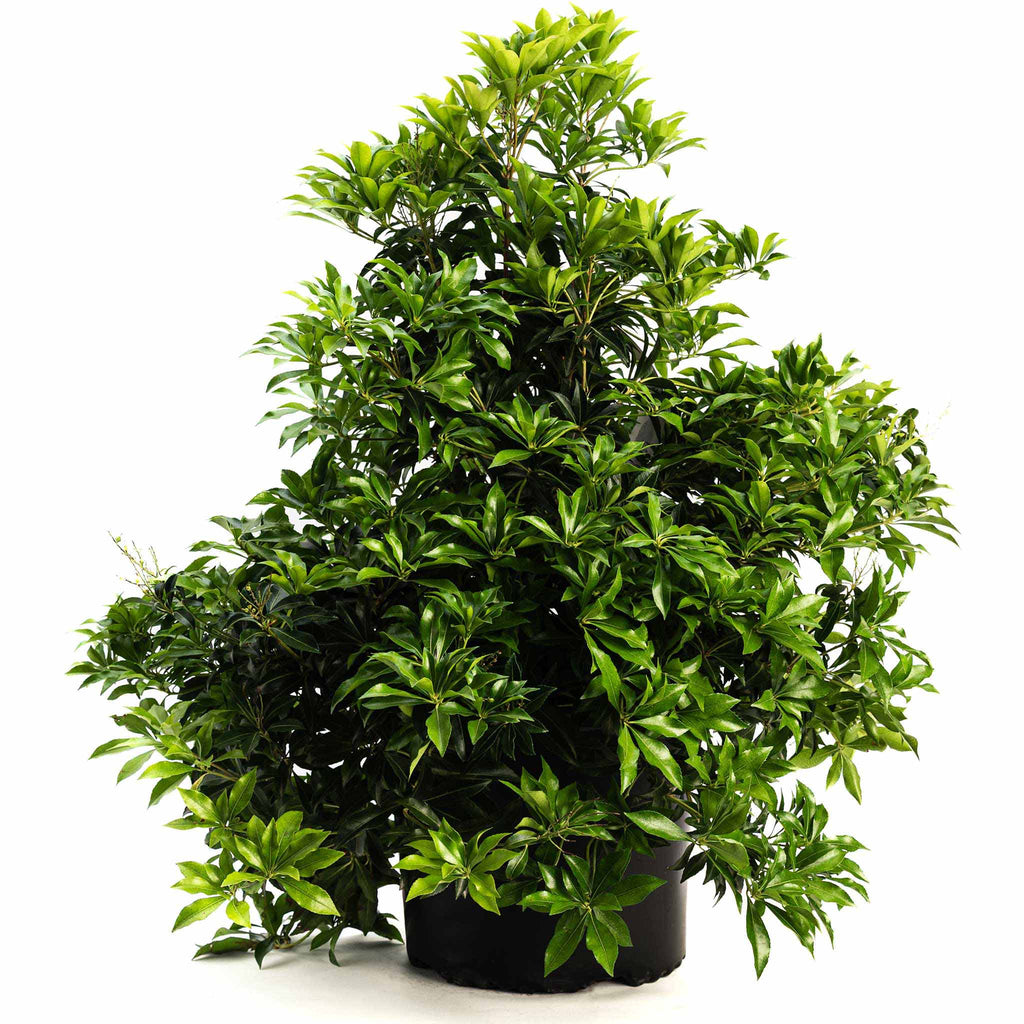 Enchanted Forest® River Run™ Pieris - Cheeky Garden