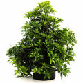 Enchanted Forest® River Run™ Pieris - Cheeky Garden