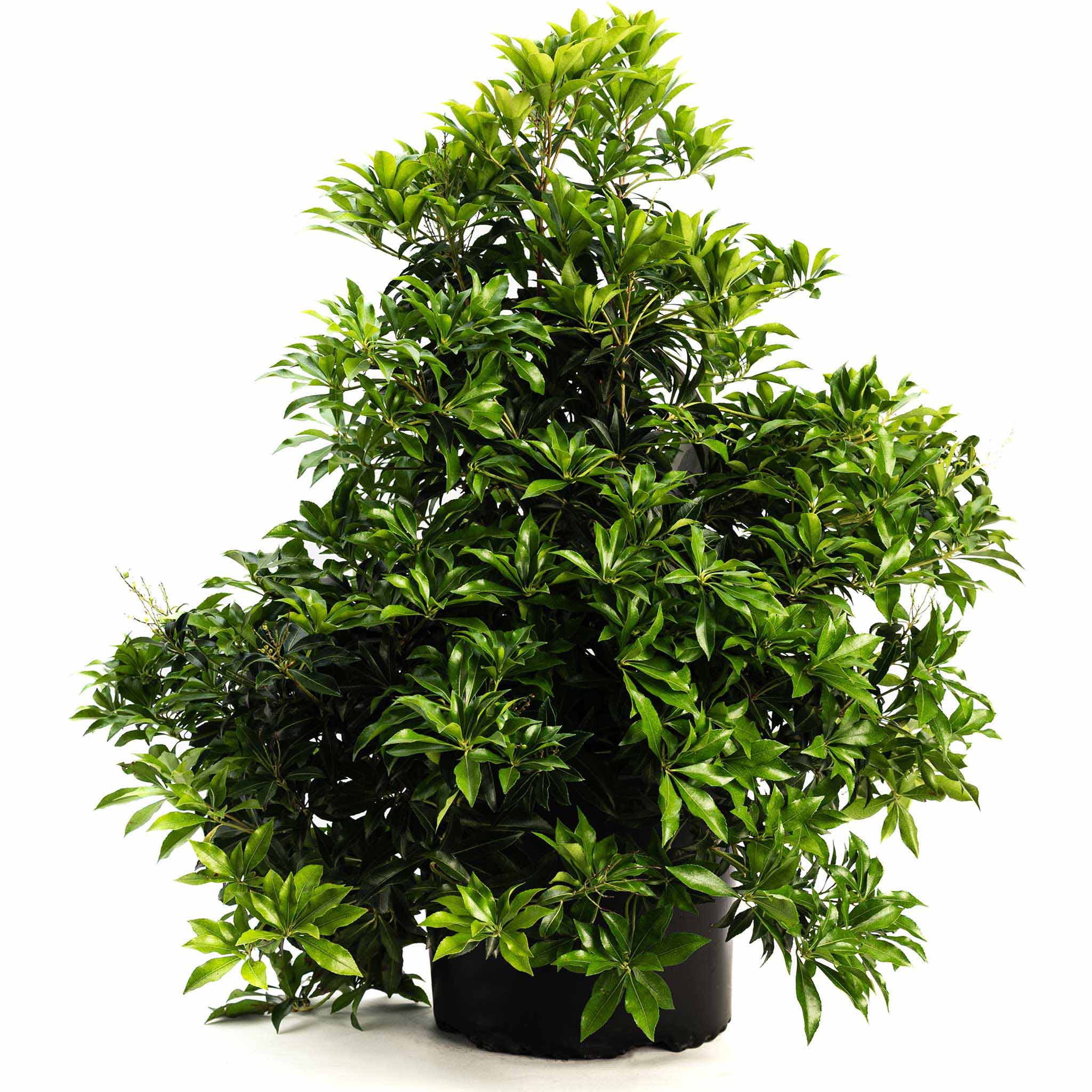 Enchanted Forest® River Run™ Pieris - Cheeky Garden