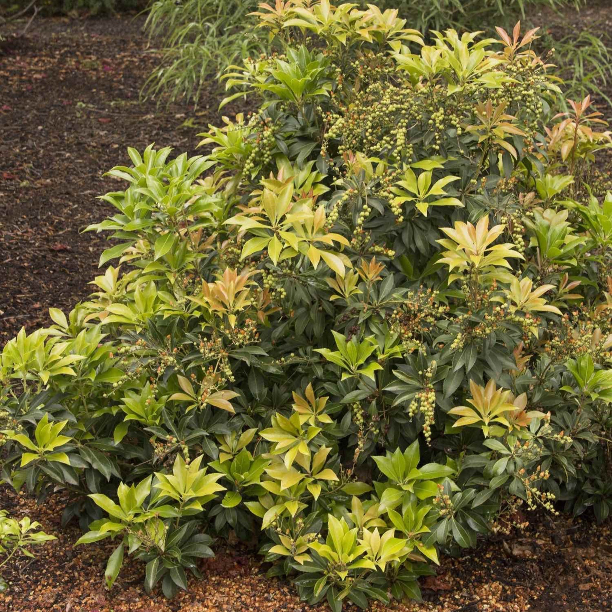 Enchanted Forest® River Run™ Pieris - Cheeky Garden