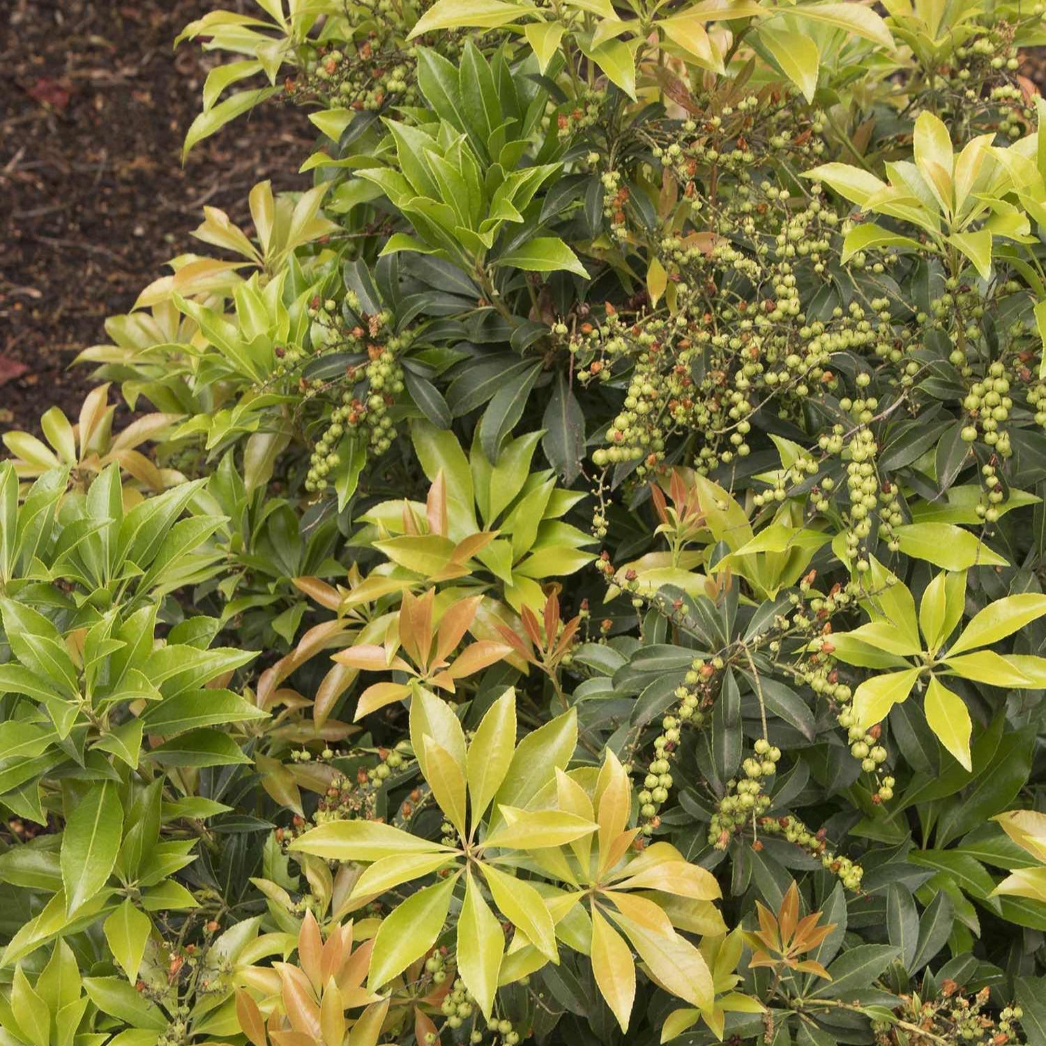 Enchanted Forest® River Run™ Pieris - Cheeky Garden