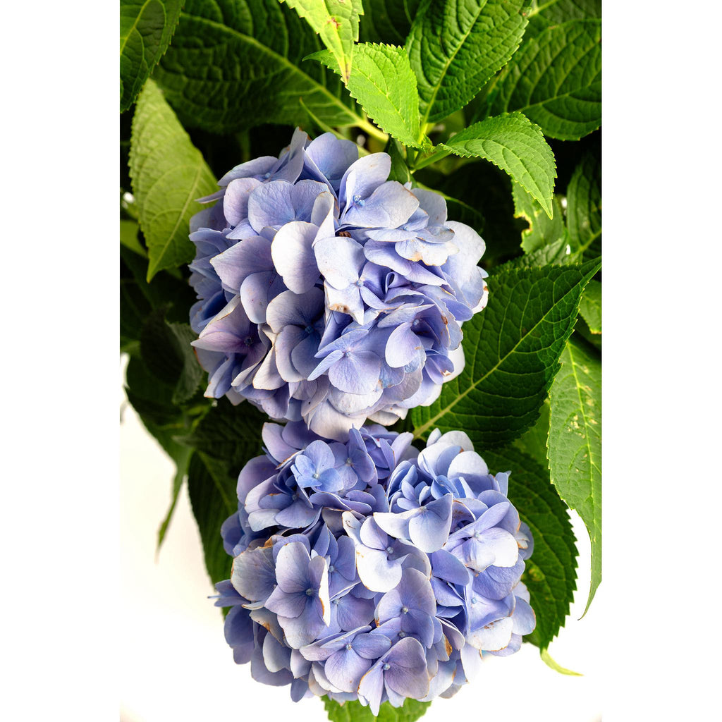 Endless Summer® Hydrangea - Cheeky Garden