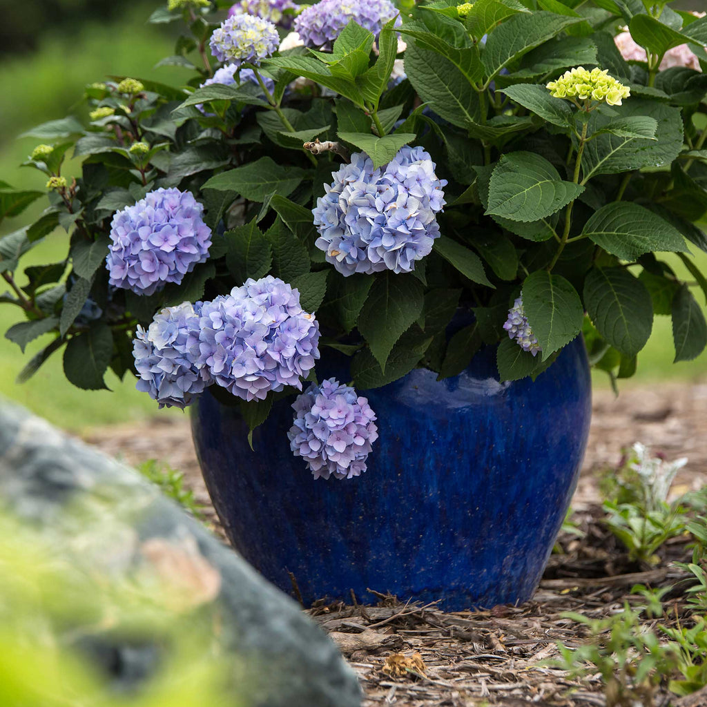 Endless Summer® Hydrangea - Cheeky Garden