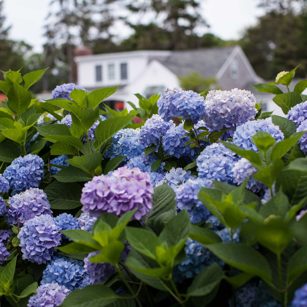 Endless Summer® Hydrangea - Cheeky Garden