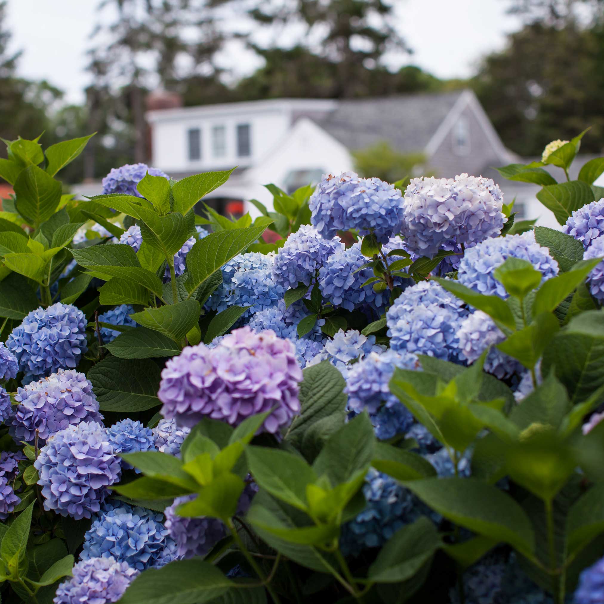 Endless Summer® Hydrangea - Cheeky Garden