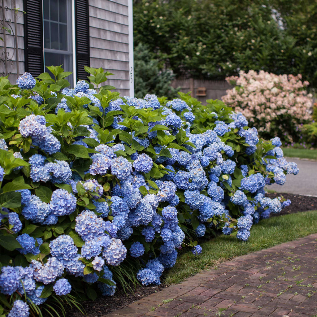 Endless Summer® Hydrangea - Cheeky Garden
