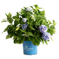 Endless Summer® Hydrangea - Cheeky Garden
