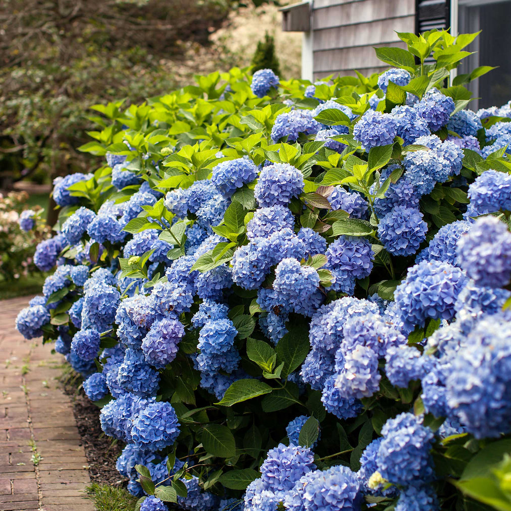 Endless Summer® Hydrangea - Cheeky Garden