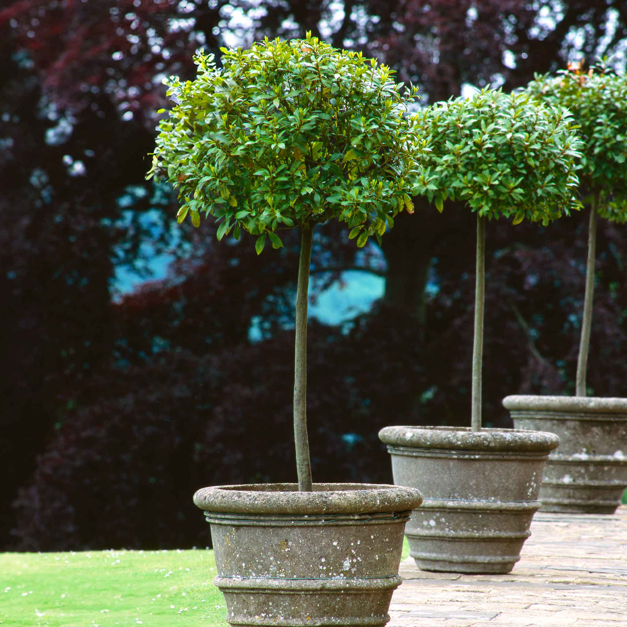English Laurel Topiary (Single Ball) - Cheeky Garden