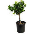 English Laurel Topiary (Single Ball) - Cheeky Garden