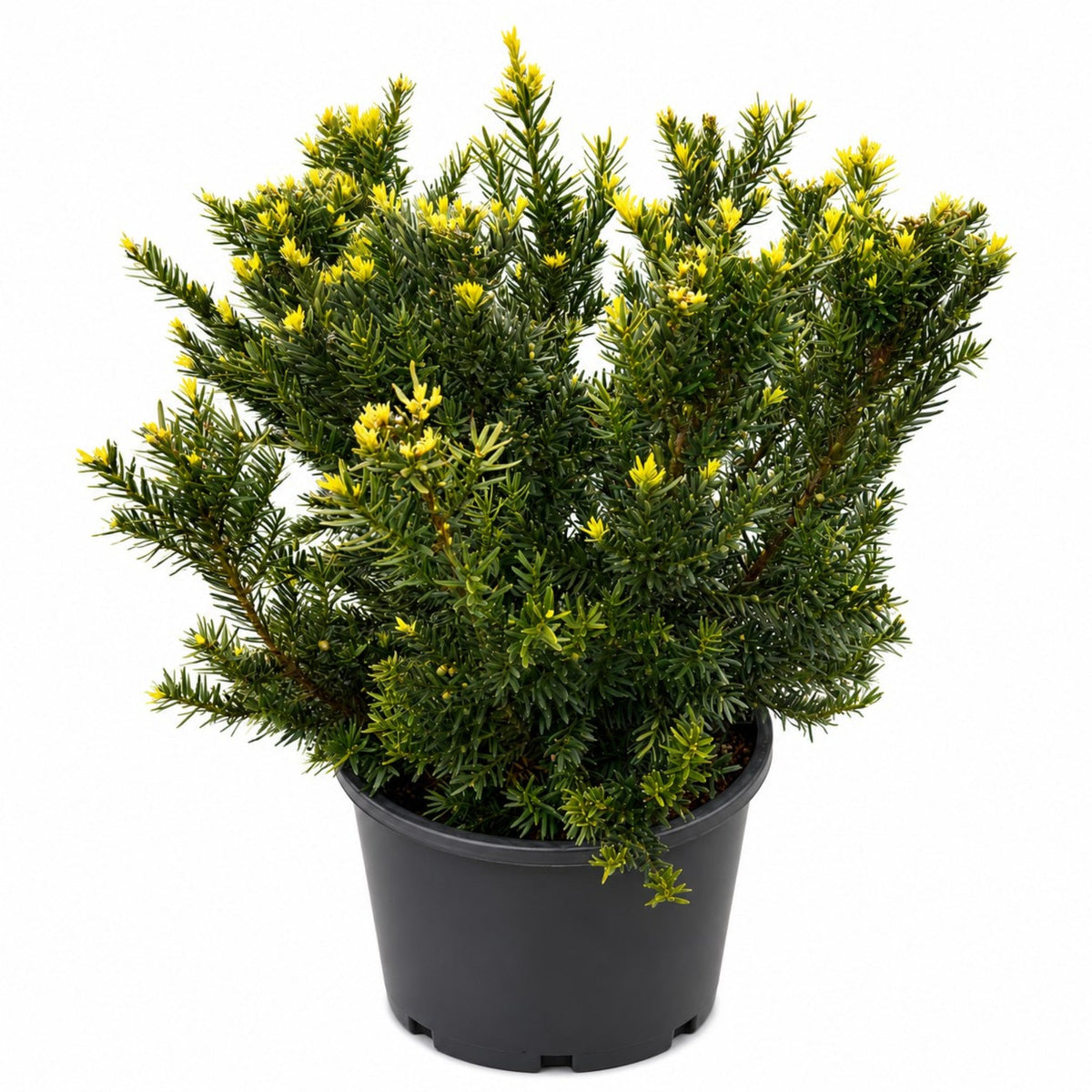 Erie Shores™ Yew - Cheeky Garden