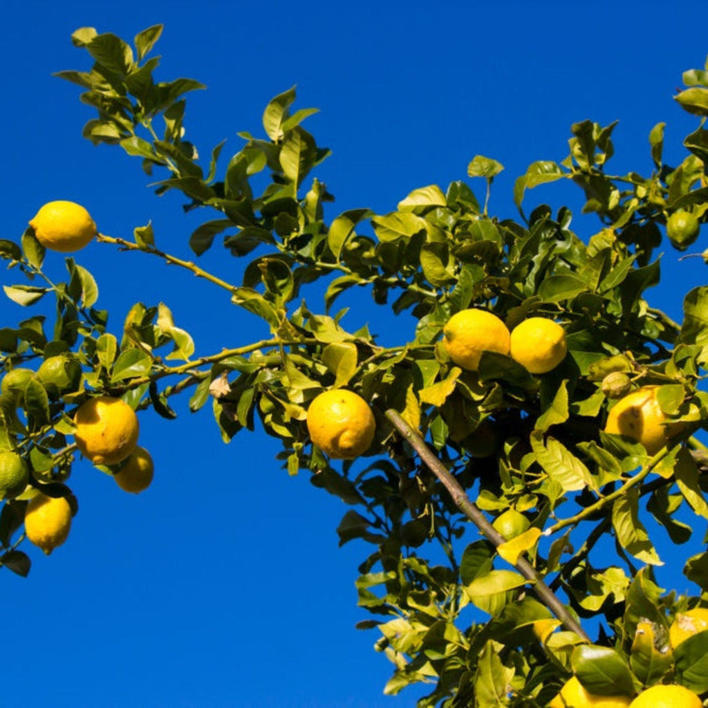 Eureka Lemon Tree - Cheeky Garden