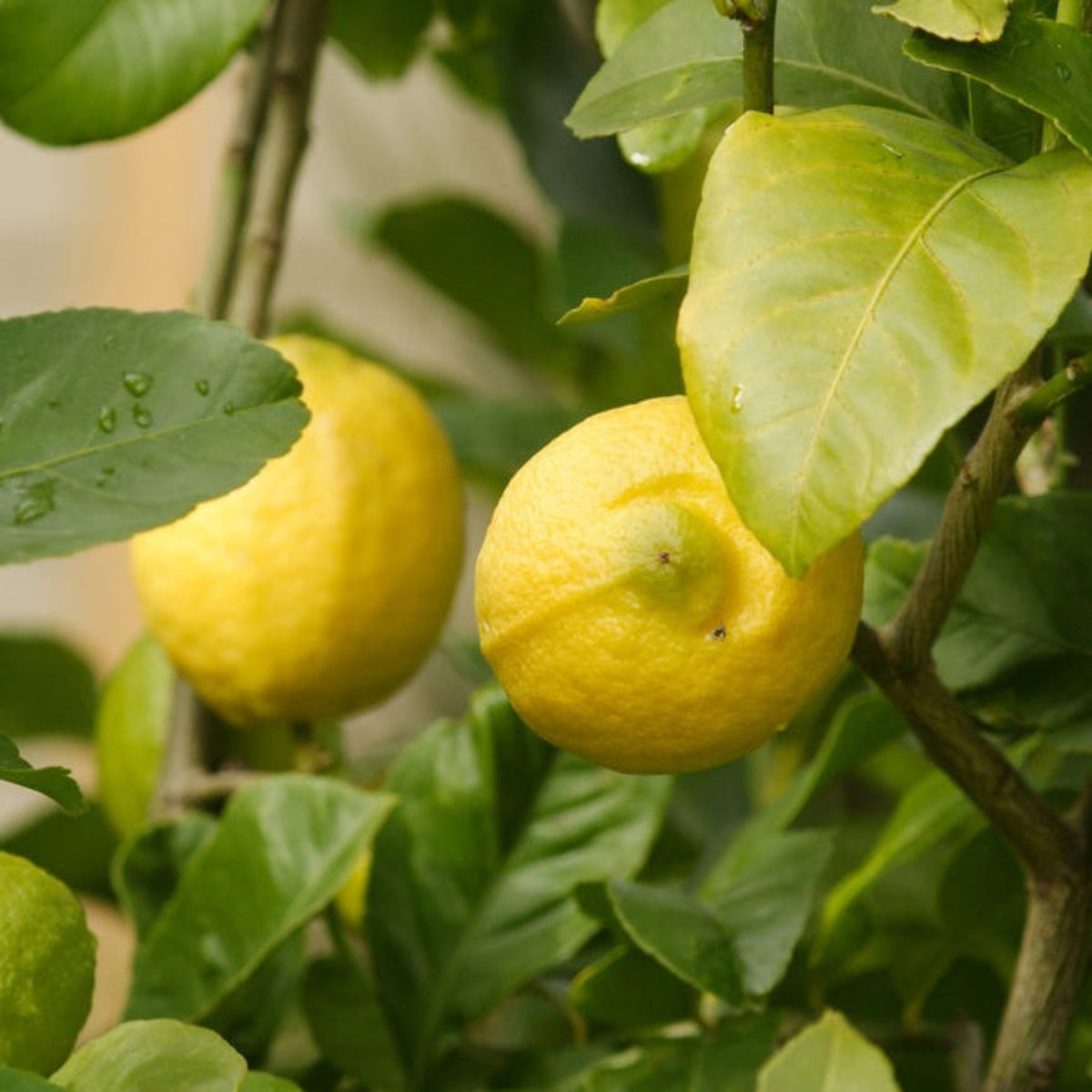 Eureka Lemon Tree - Cheeky Garden