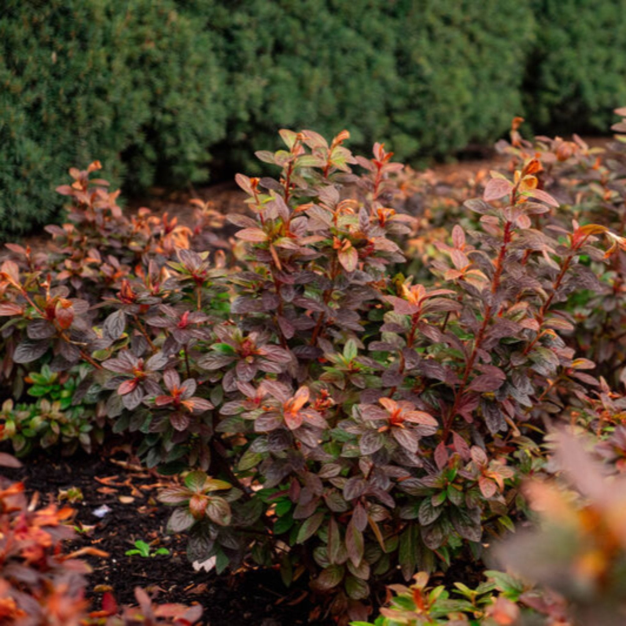 Ever After™ Ruby Reblooming Azalea - Cheeky Garden
