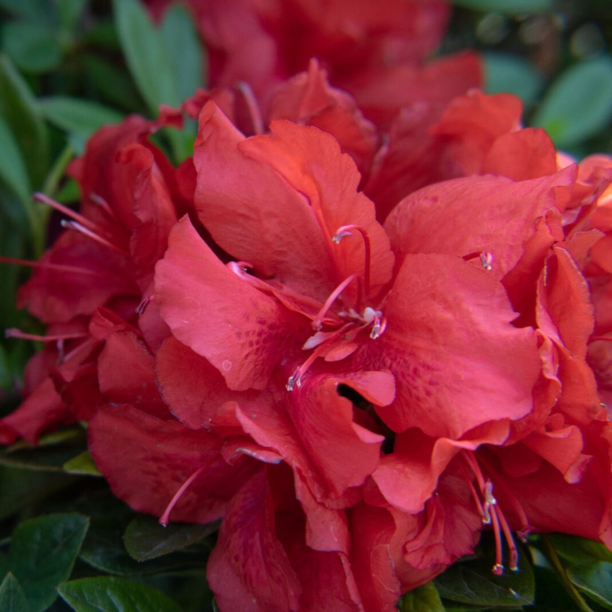 Ever After™ Ruby Reblooming Azalea - Cheeky Garden