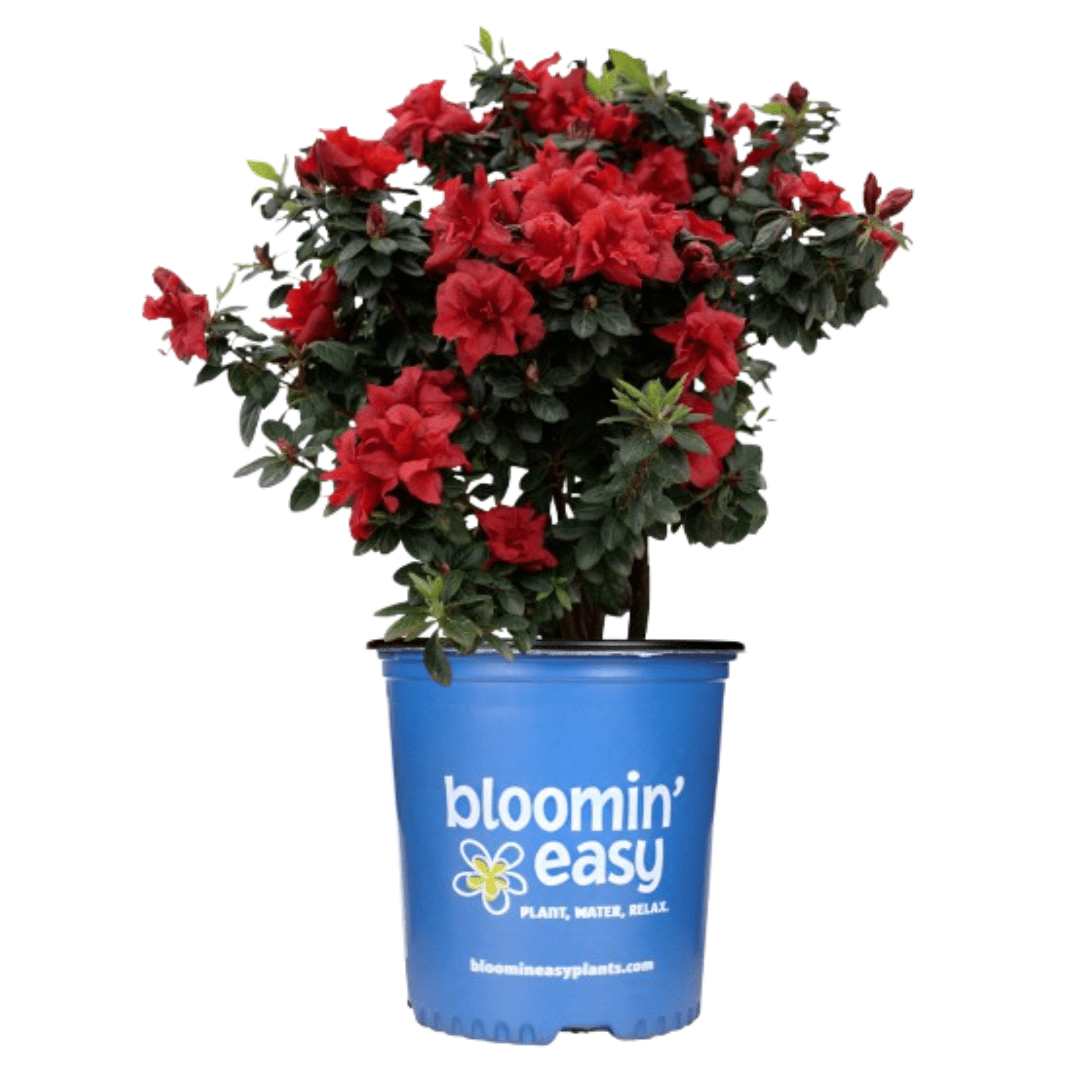 Ever After™ Ruby Reblooming Azalea - Cheeky Garden