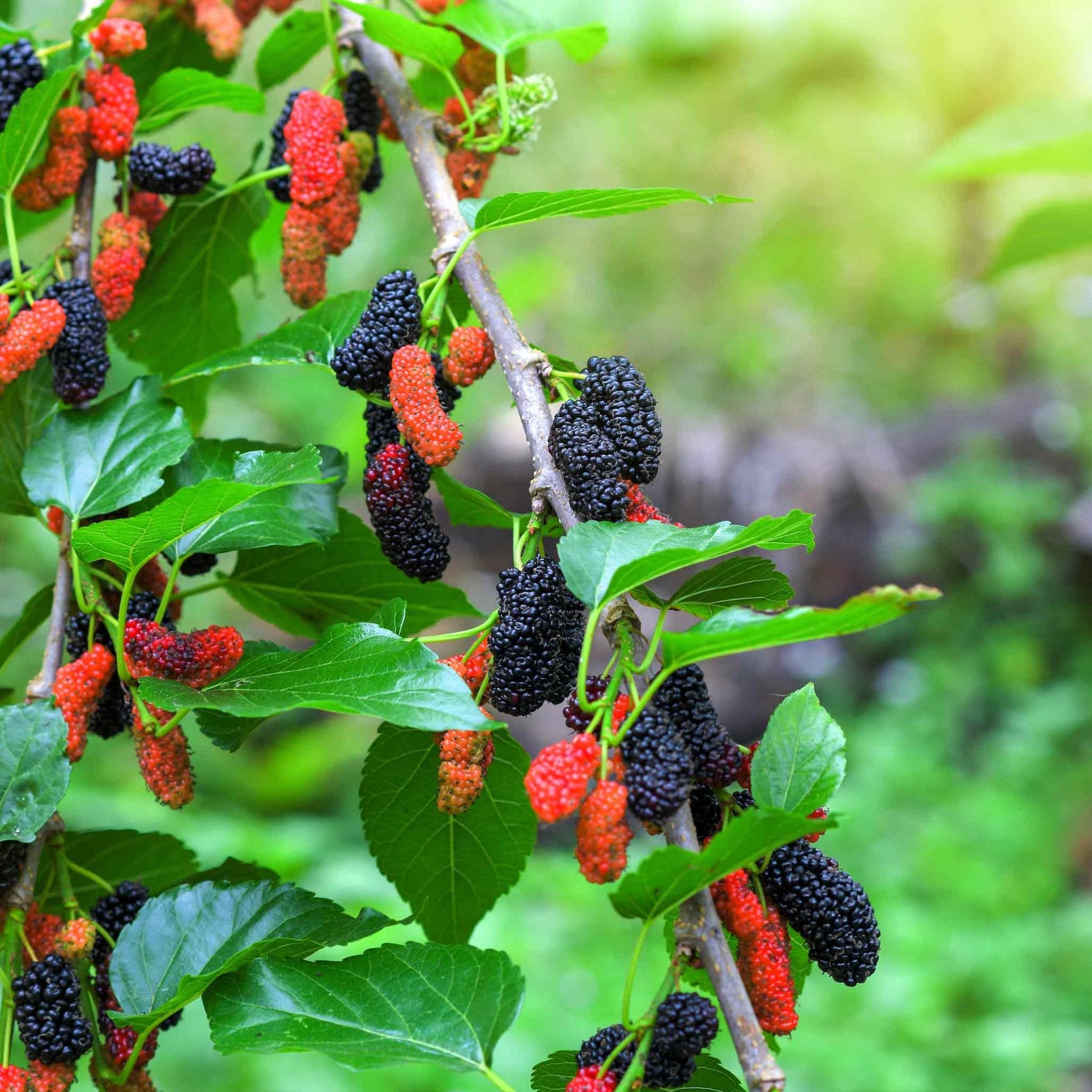 Everbearing Mulberry Tree - Cheeky Garden
