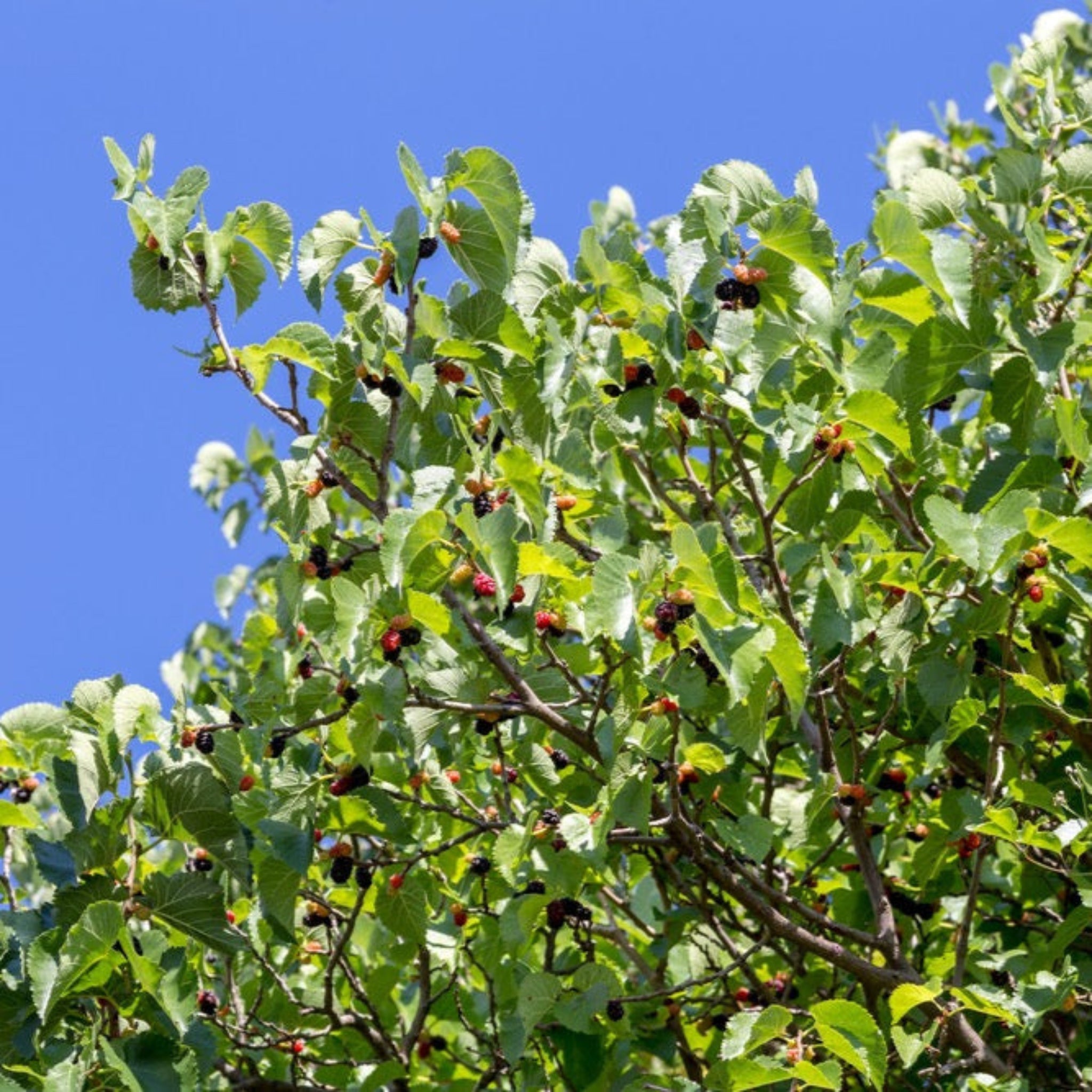 Everbearing Mulberry Tree - Cheeky Garden