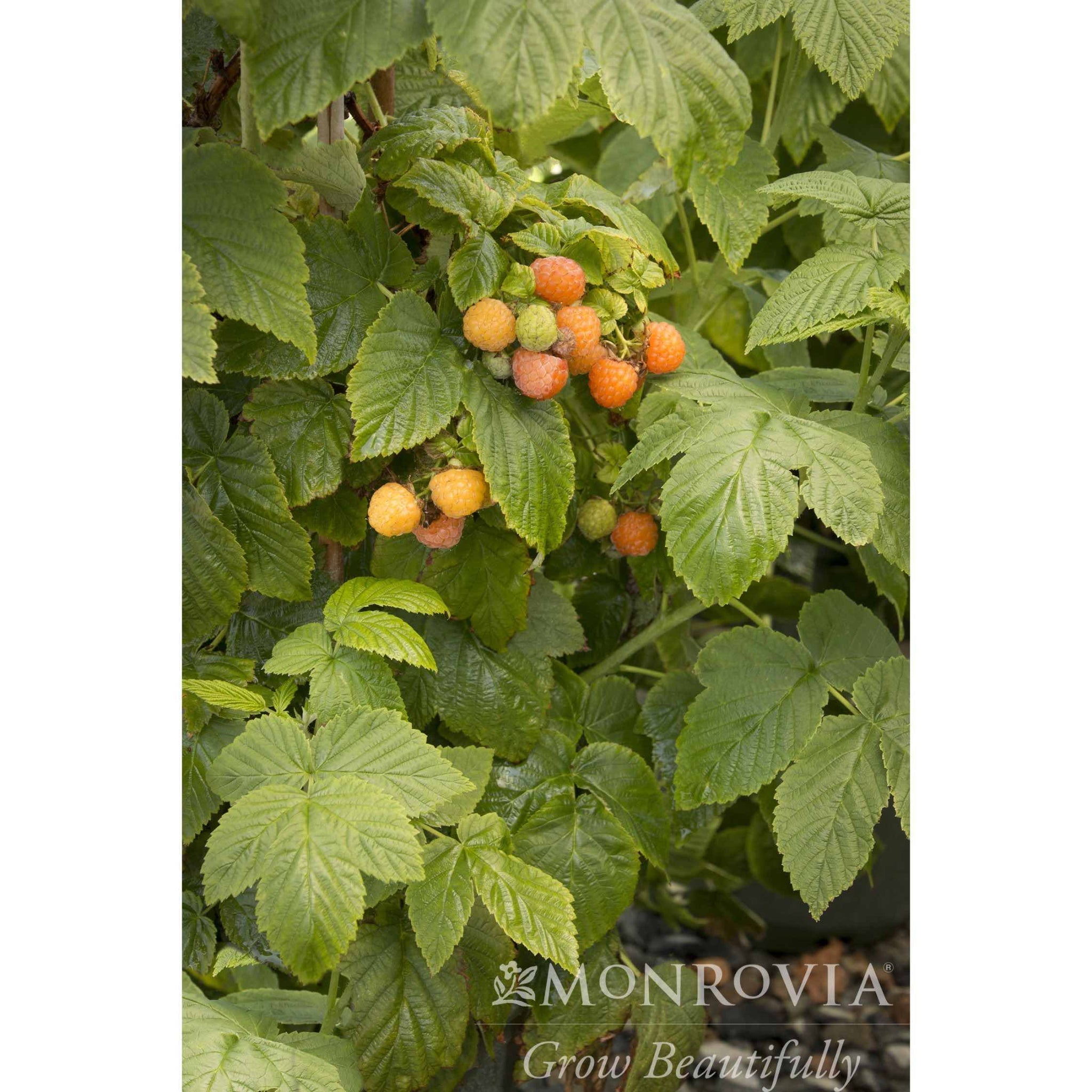 Fall Gold Raspberry - Cheeky Garden