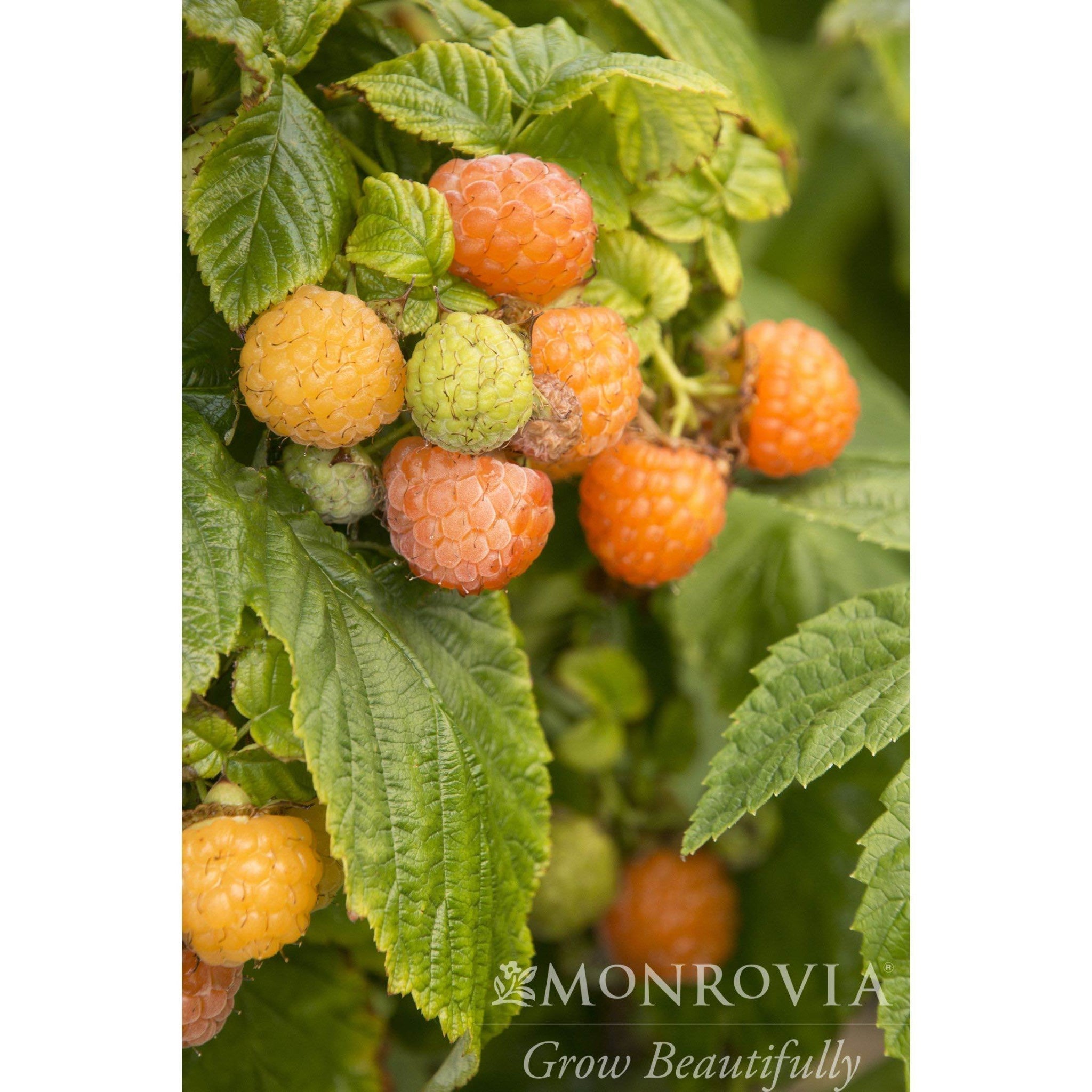 Fall Gold Raspberry - Cheeky Garden