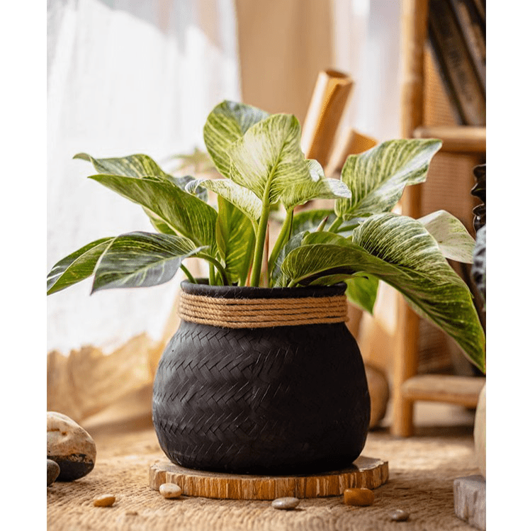 Faux Bamboo Woven Cement Planter - Cheeky Garden