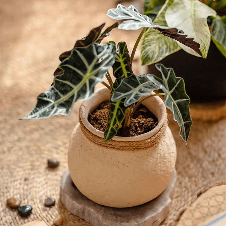 Faux Bamboo Woven Cement Planter - Cheeky Garden