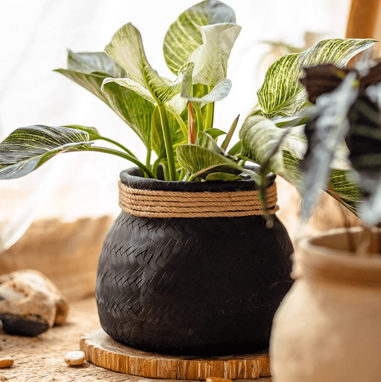 Faux Bamboo Woven Cement Planter - Cheeky Garden
