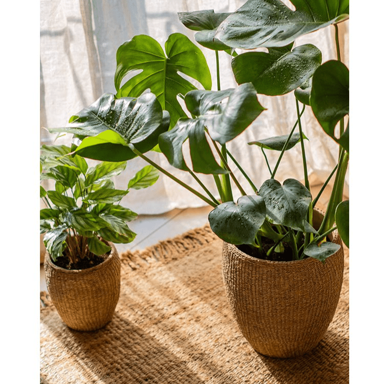 Faux Grass-Woven Cement Planter - Cheeky Garden