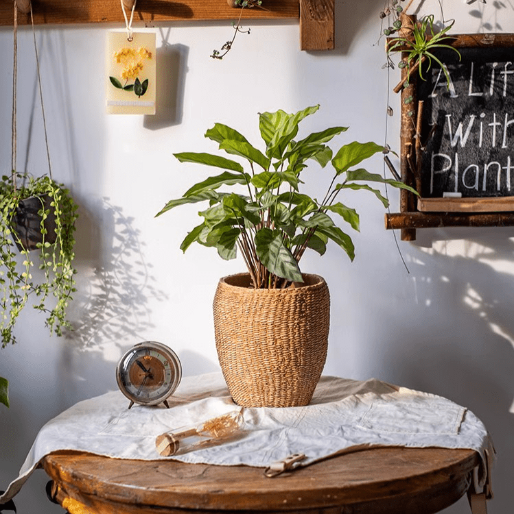 Faux Grass-Woven Cement Planter - Cheeky Garden