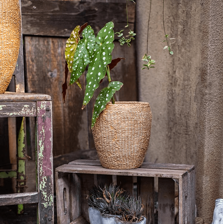 Faux Grass-Woven Cement Planter - Cheeky Garden
