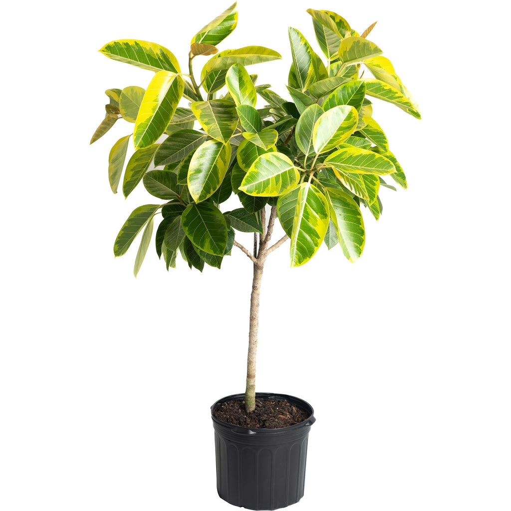 Ficus Altissima - Cheeky Garden