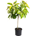 Ficus Altissima - Cheeky Garden