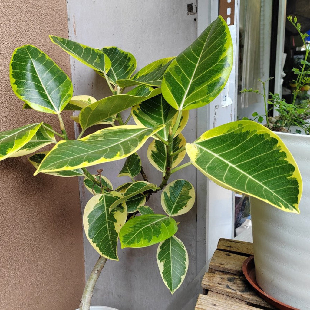 Ficus Altissima - Cheeky Garden