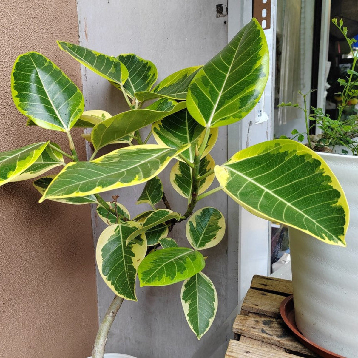 Ficus Altissima - Cheeky Garden