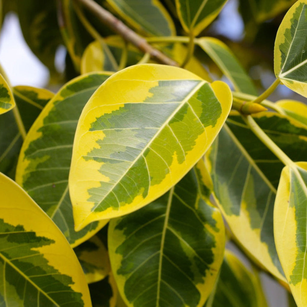 Ficus Altissima - Cheeky Garden