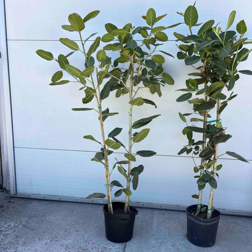 Ficus Audrey Tree (Multi-Stem) - Cheeky Garden