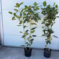Ficus Audrey Tree (Multi-Stem) - Cheeky Garden