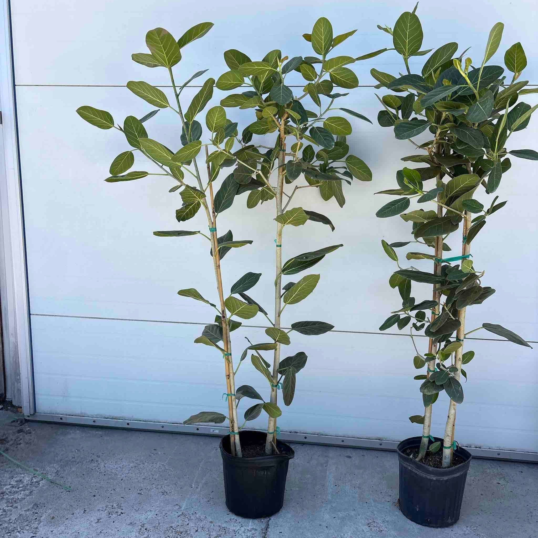 Ficus Audrey Tree (Multi-Stem) - Cheeky Garden