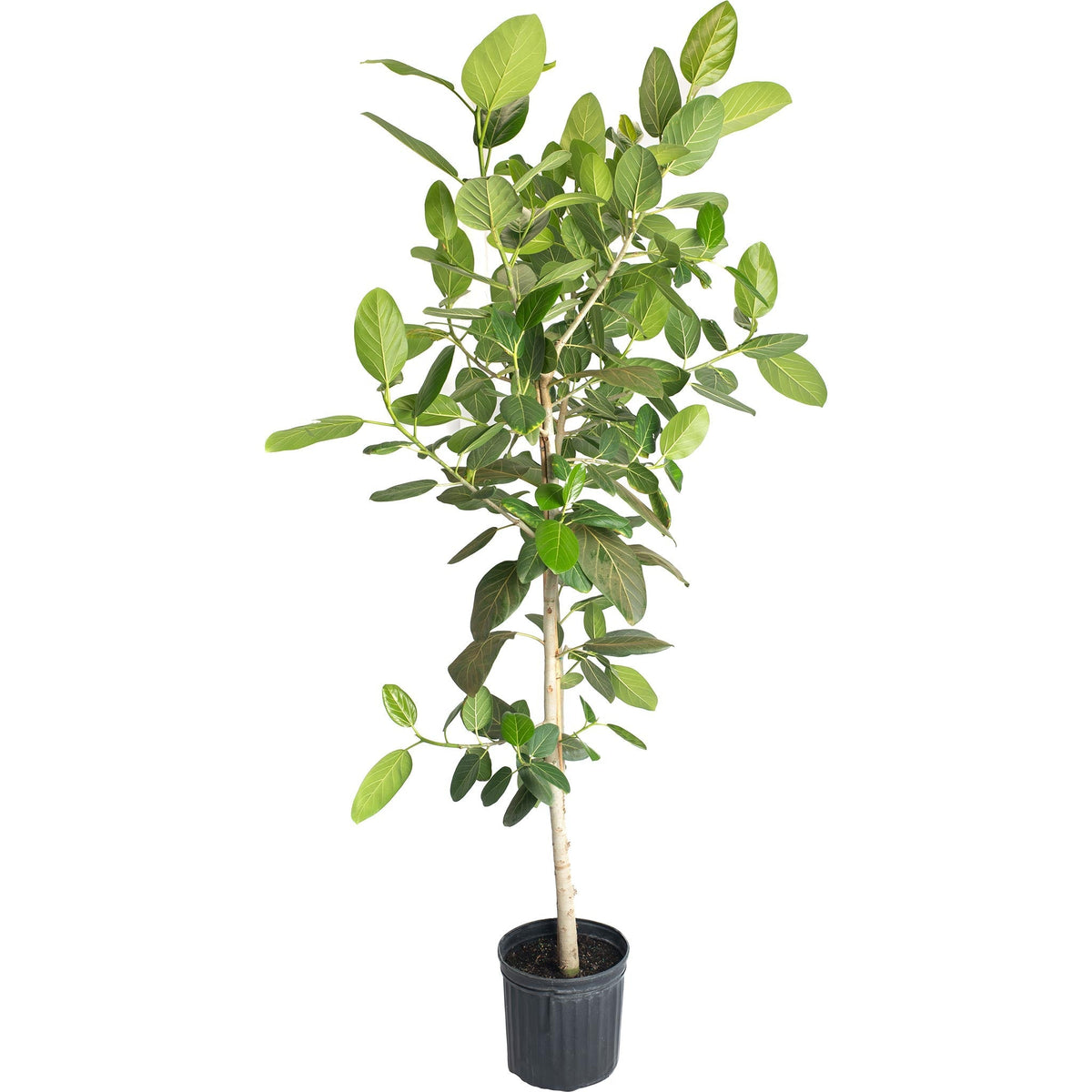 Ficus Audrey Tree (Multi-Stem) - Cheeky Garden