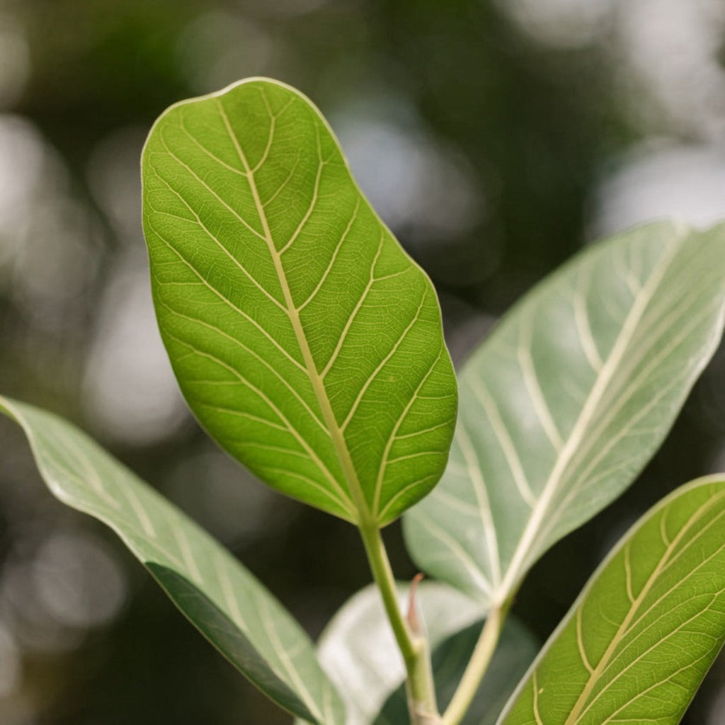 Ficus Audrey Tree (Multi-Stem) - Cheeky Garden