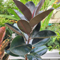 Ficus Burgundy Rubber Plant - Cheeky Garden