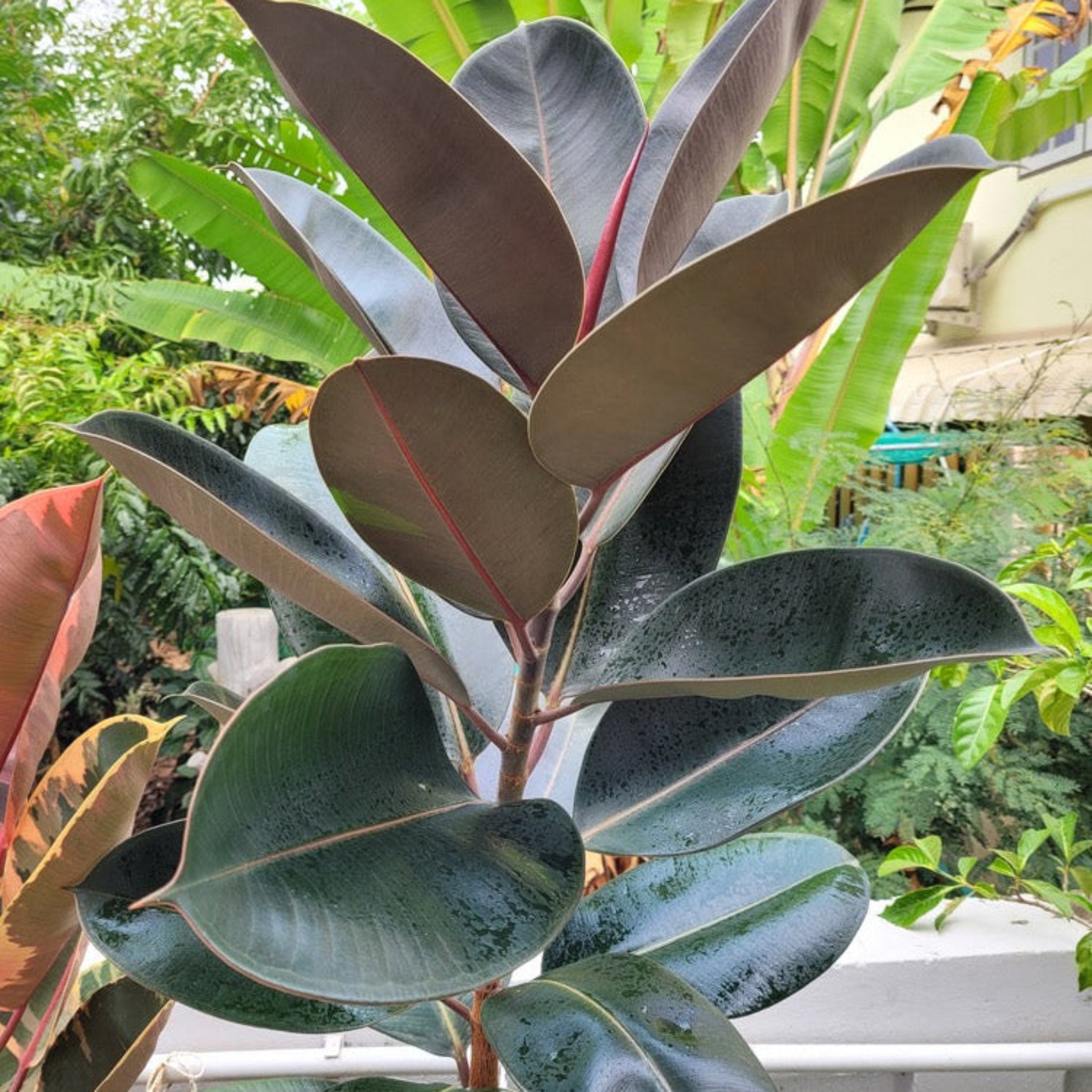 Ficus Burgundy Rubber Plant - Cheeky Garden