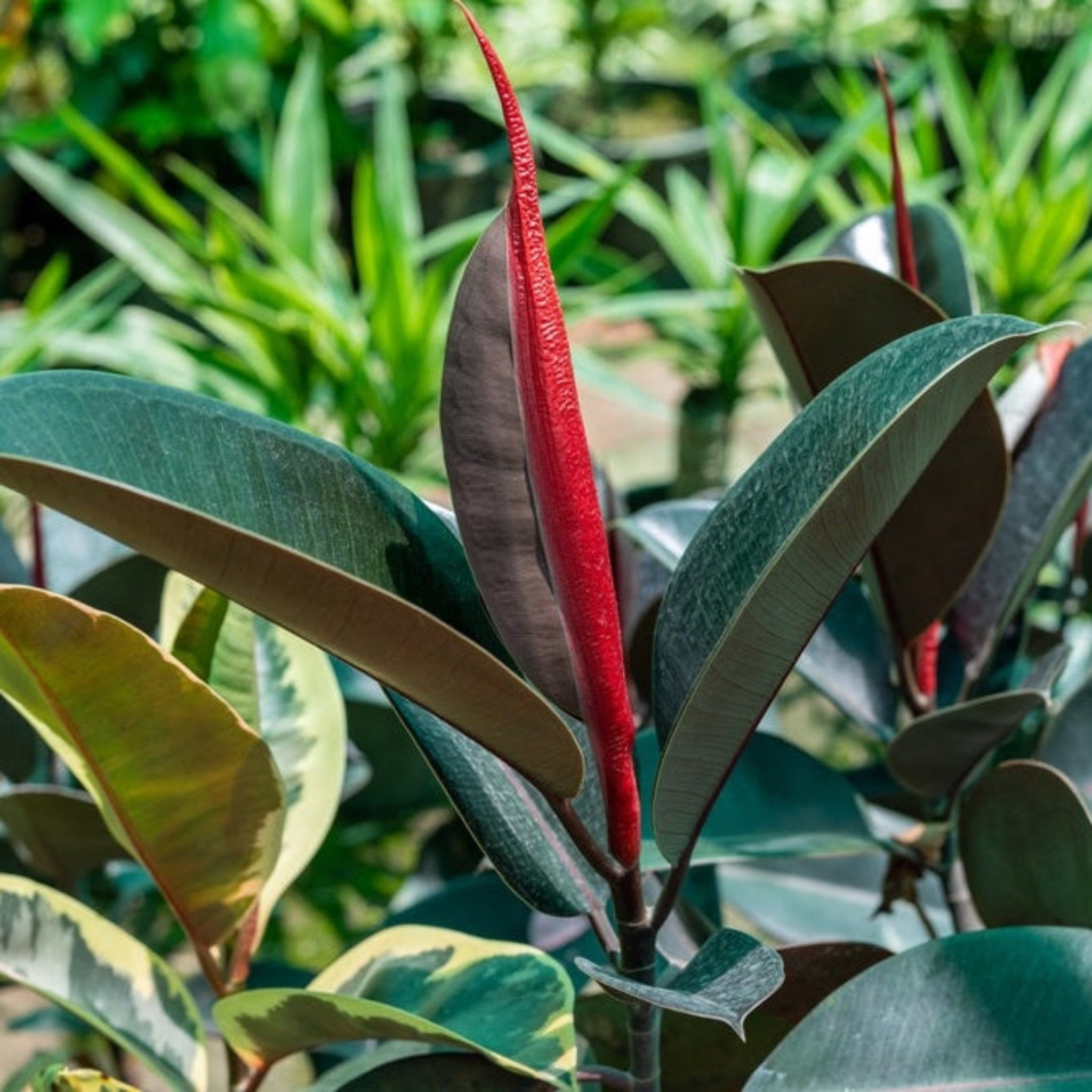 Ficus Burgundy Rubber Plant - Cheeky Garden